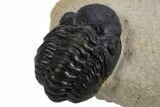 Two Detailed Reedops Trilobite - Atchana, Morocco #300612-4